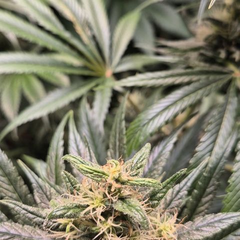 🍍Anna  #1 amnesia lemon  growlog timeline photo