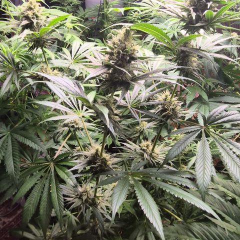 🍍Anna  #1 amnesia lemon  growlog timeline photo