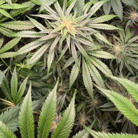 🍍Anna  #1 amnesia lemon  growlog timeline photo