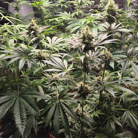 🍍Anna  #1 amnesia lemon  growlog timeline photo