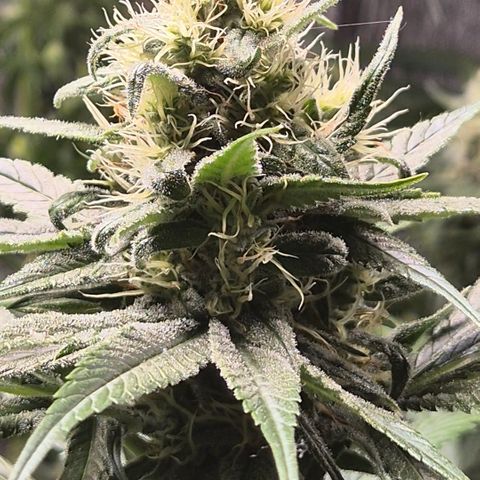 🍍Anna  #1 amnesia lemon  growlog timeline photo