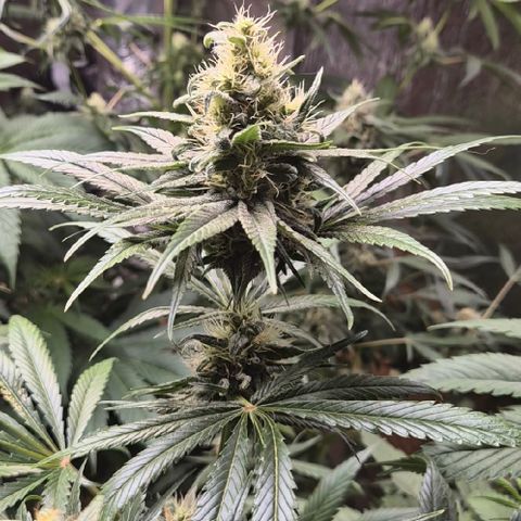 🍍Anna  #1 amnesia lemon  growlog timeline photo