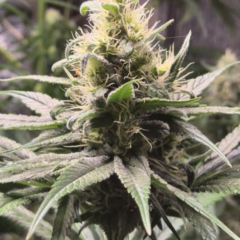 🍍Anna  #1 amnesia lemon  growlog timeline photo