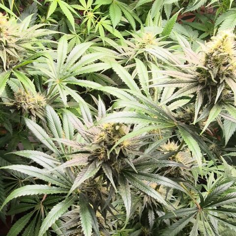 🍍Anna  #1 amnesia lemon  growlog timeline photo