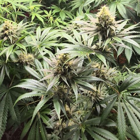 🍍Anna  #1 amnesia lemon  growlog timeline photo