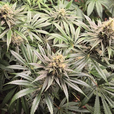 🍍Anna  #1 amnesia lemon  growlog timeline photo