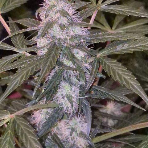 🌈 Zkittles auto🌈 growlog timeline photo