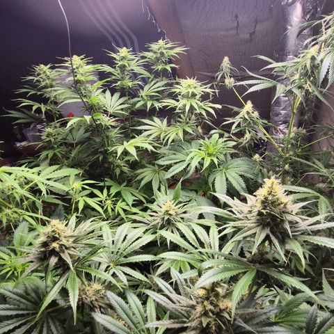 🍍Anna  #1 amnesia lemon  growlog timeline photo