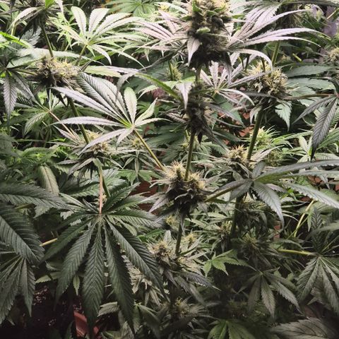 🍍Anna  #1 amnesia lemon  growlog timeline photo