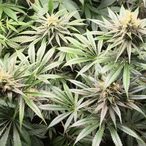 🍍Anna  #1 amnesia lemon  growlog timeline photo