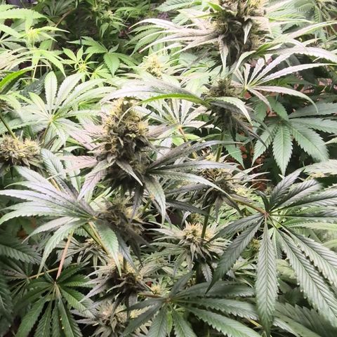 🍍Anna  #1 amnesia lemon  growlog timeline photo