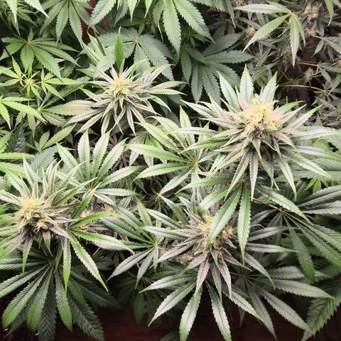 🍍Anna  #1 amnesia lemon  growlog timeline photo