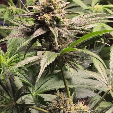 🍍Anna  #1 amnesia lemon  growlog timeline photo
