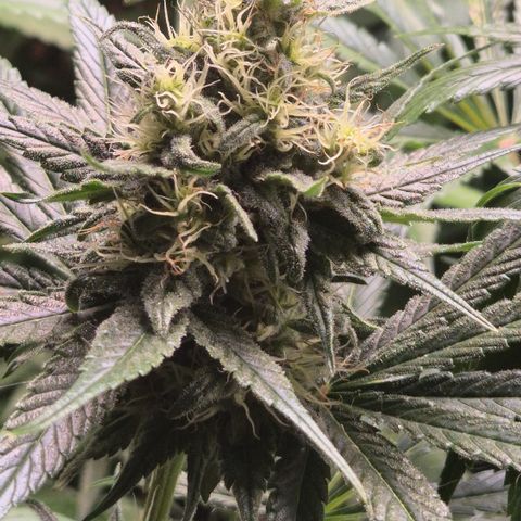 🍍Anna  #1 amnesia lemon  growlog timeline photo