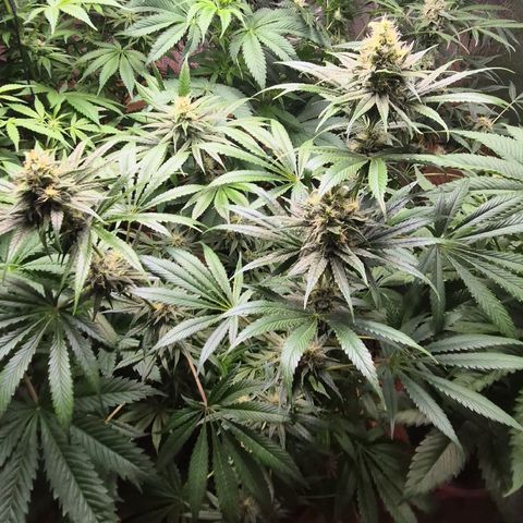 🍍Anna  #1 amnesia lemon  growlog timeline photo