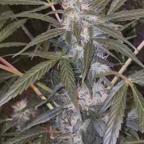 🌈 Zkittles auto🌈 growlog timeline photo