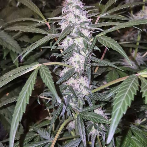 🌈 Zkittles auto🌈 growlog timeline photo
