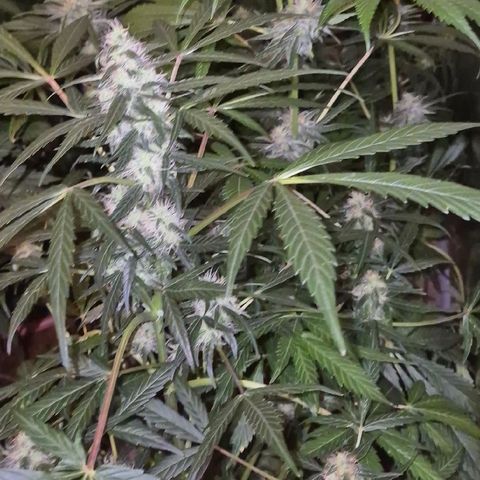 🌈 Zkittles auto🌈 growlog timeline photo