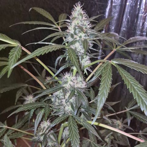 🌈 Zkittles auto🌈 growlog timeline photo