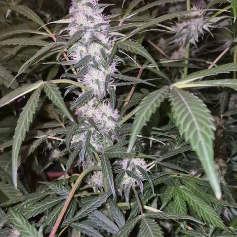 🌈 Zkittles auto🌈 growlog timeline photo