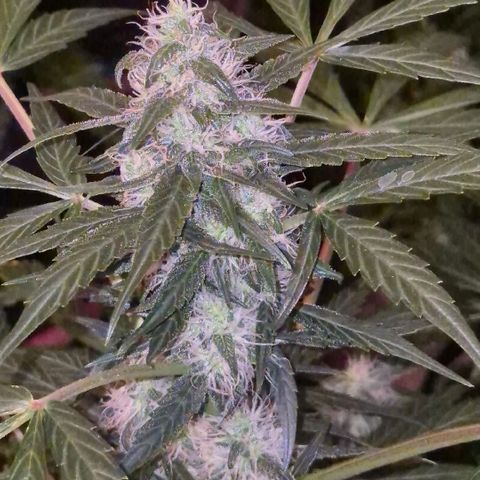 🌈 Zkittles auto🌈 growlog timeline photo