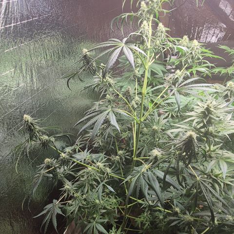 🌅Sherbi photo, blue sunset sherbert, Barneys farm  growlog timeline photo