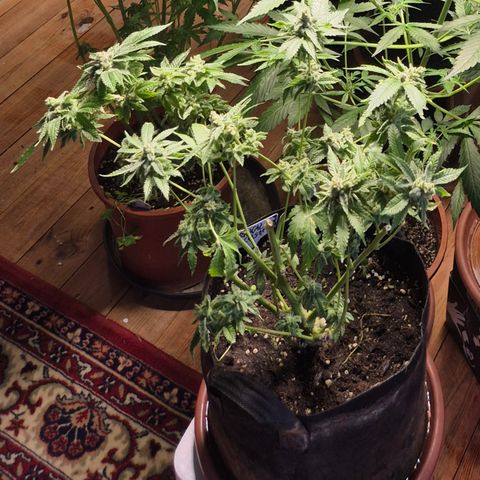 Kushi 😶‍🌫️(rest n. Teilernte/ critical kush, 9.1.24 🎁, Kümmerling) growlog timeline photo