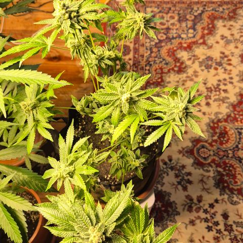 Kushi 😶‍🌫️(rest n. Teilernte/ critical kush, 9.1.24 🎁, Kümmerling) growlog timeline photo