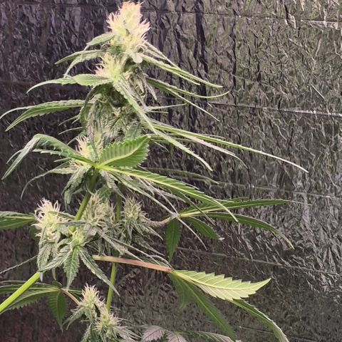 🌅Sherbi photo, blue sunset sherbert, Barneys farm  growlog timeline photo