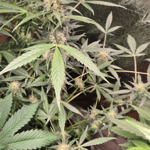 🌈 Zkittles auto🌈 growlog timeline photo