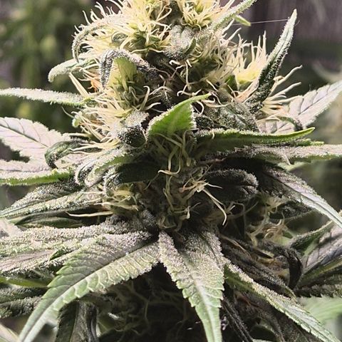 🍍Anna  #1 amnesia lemon  growlog timeline photo