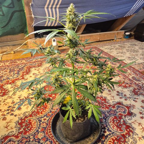 🌈 Zkittles auto🌈 growlog timeline photo