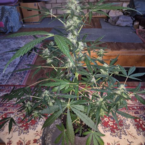 🌈 Zkittles auto🌈 growlog timeline photo