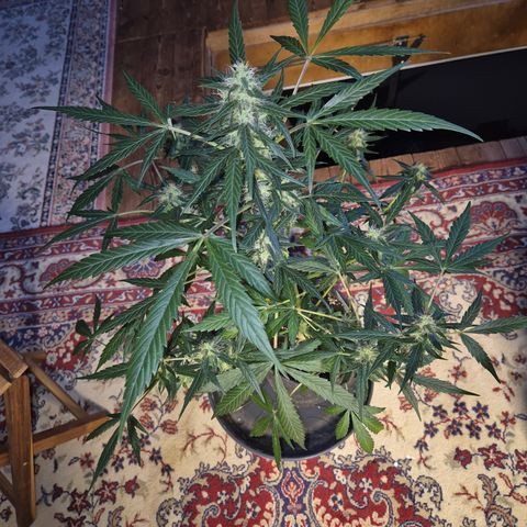 🌈 Zkittles auto🌈 growlog timeline photo