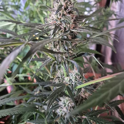 🌈 Zkittles auto🌈 growlog timeline photo