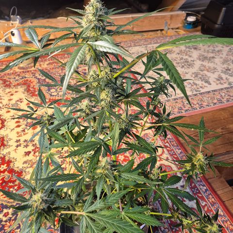 🌈 Zkittles auto🌈 growlog timeline photo