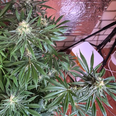 🍍Anna  #1 amnesia lemon  growlog timeline photo