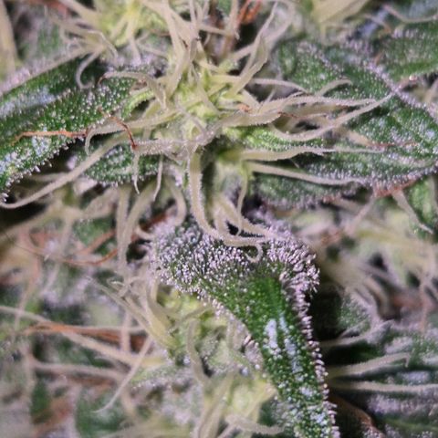 🍍Anna  #1 amnesia lemon  growlog timeline photo