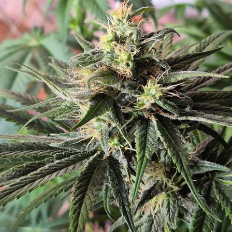 🍍Anna  #1 amnesia lemon  growlog timeline photo