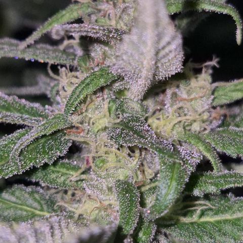 🍍Anna  #1 amnesia lemon  growlog timeline photo