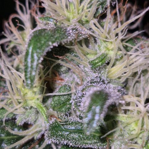 🍍Anna  #1 amnesia lemon  growlog timeline photo
