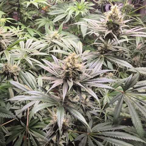 🍍Anna  #1 amnesia lemon  growlog timeline photo