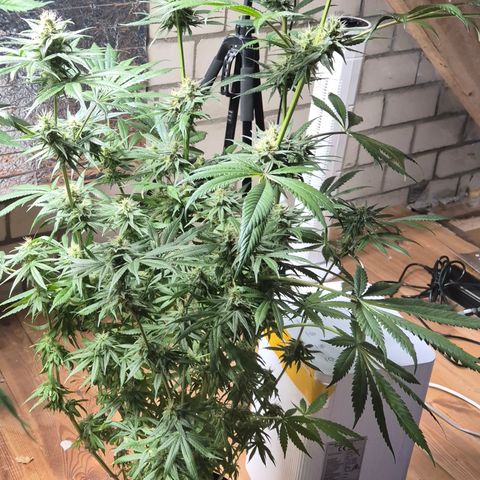 🍍Anna  #1 amnesia lemon  growlog timeline photo