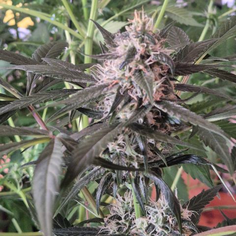 🌈 Zkittles auto🌈 growlog timeline photo