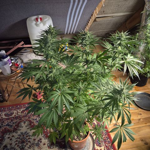 DieAnnas  #2 amnesia lemon/ungedämmter Dachboden growlog timeline photo