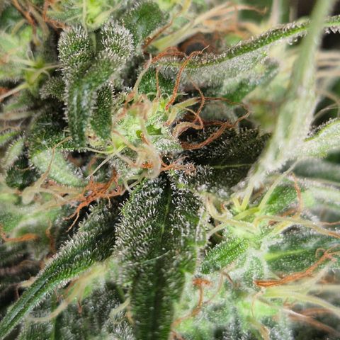 🍍Anna  #1 amnesia lemon  growlog timeline photo