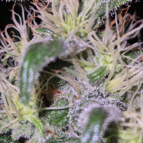 🍍Anna  #1 amnesia lemon  growlog timeline photo