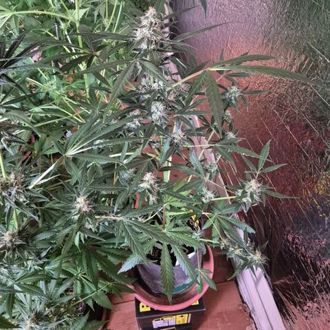 🌈 Zkittles auto🌈 growlog timeline photo