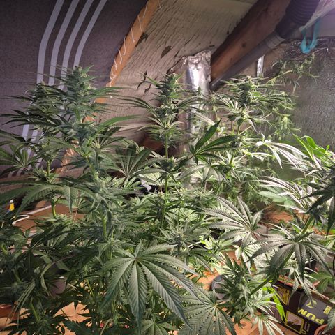 DieAnnas  #2 amnesia lemon/ungedämmter Dachboden growlog timeline photo