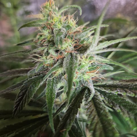 🍍Anna  #1 amnesia lemon  growlog timeline photo